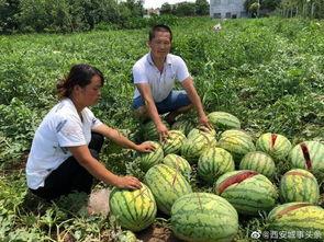 景区吃瓜网红事件真相