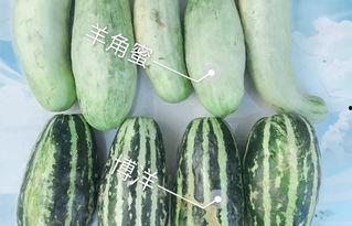2023年吃网红瓜事件汇总,热点追踪与幕后揭秘