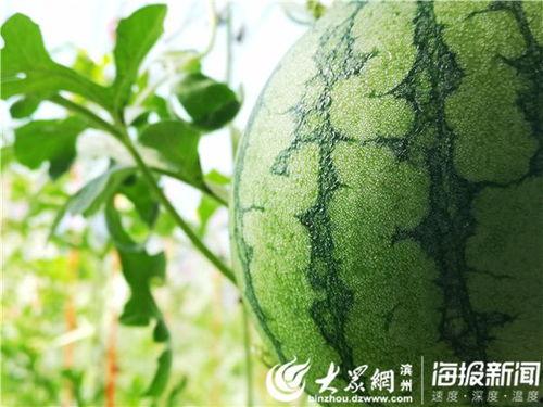 51官网吃瓜