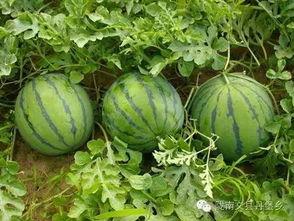 陇南文县网红吃瓜,探寻陇南美食新风尚