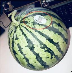 吃瓜网红 图片,图解网络红人的魅力与争议