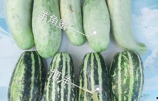 在南京吃瓜的网红是谁啊,一场美食与娱乐的盛宴